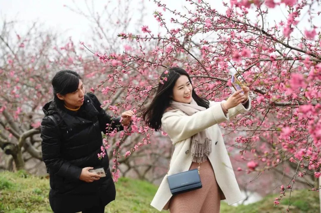 【活动】万朵桃花染春色,中国合肥桃花节即将惊艳登场