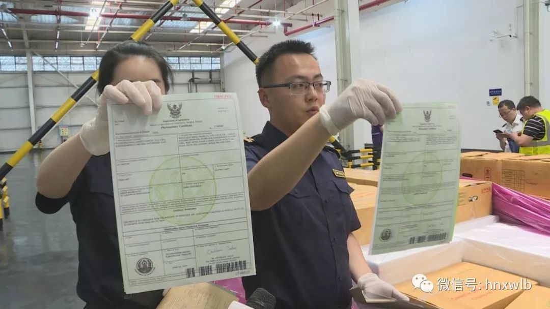 接下来,这批进口水果将运往进境水果查验区,对病虫害检疫和农药残留